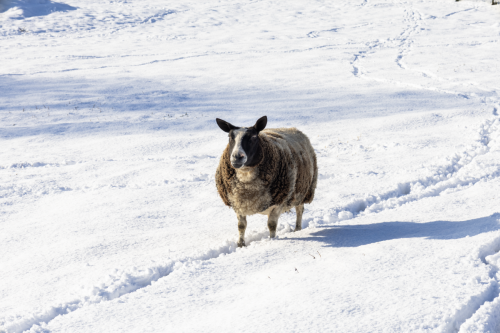 Scherm­afbeelding-2026-01-17-om-14.25.33